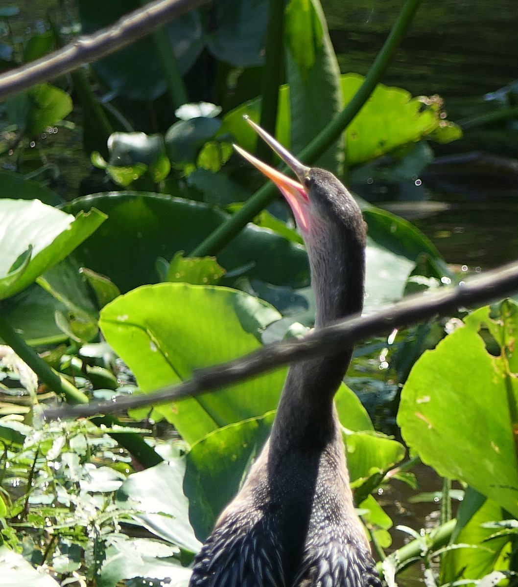 Anhinga Americana - ML617743579