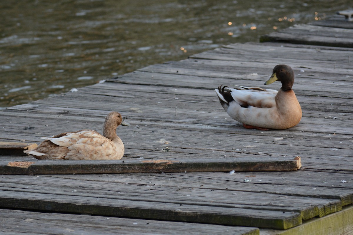 Mallard (Domestic type) - ML617743581