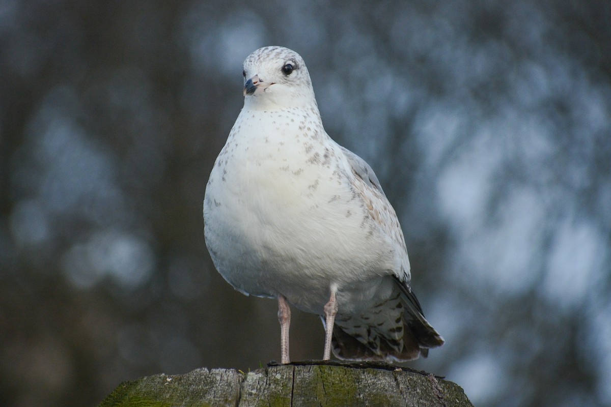 Ring-billed Gull - ML617743598