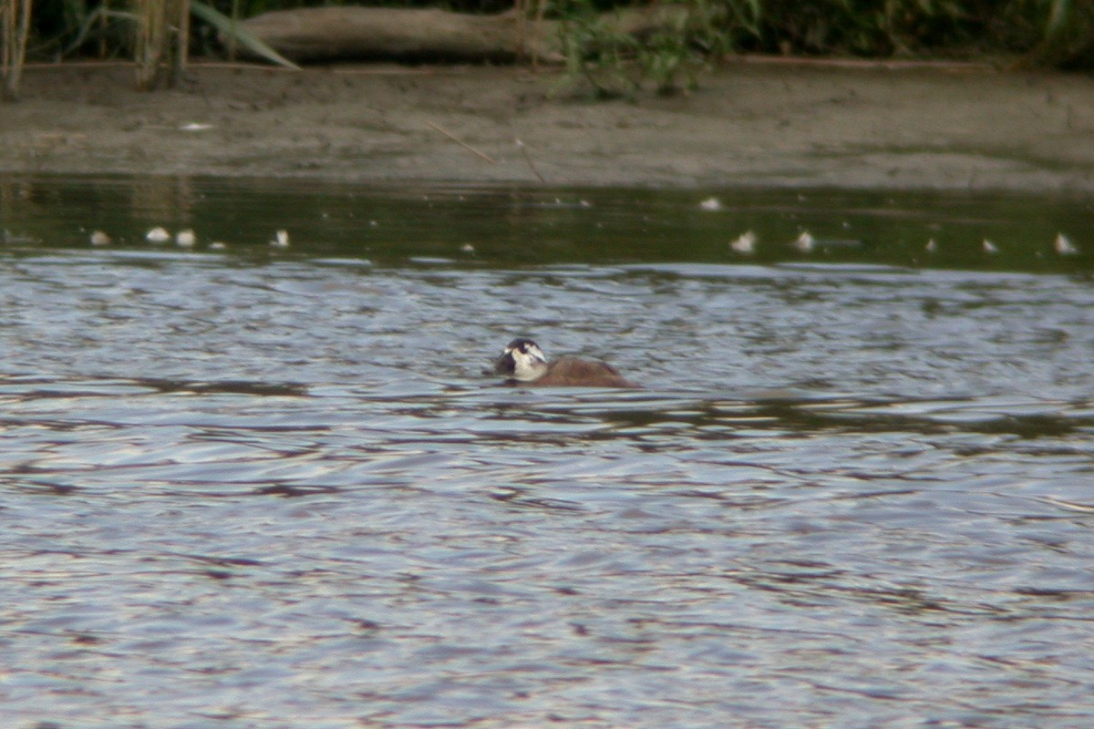 White-headed Duck - ML617743622