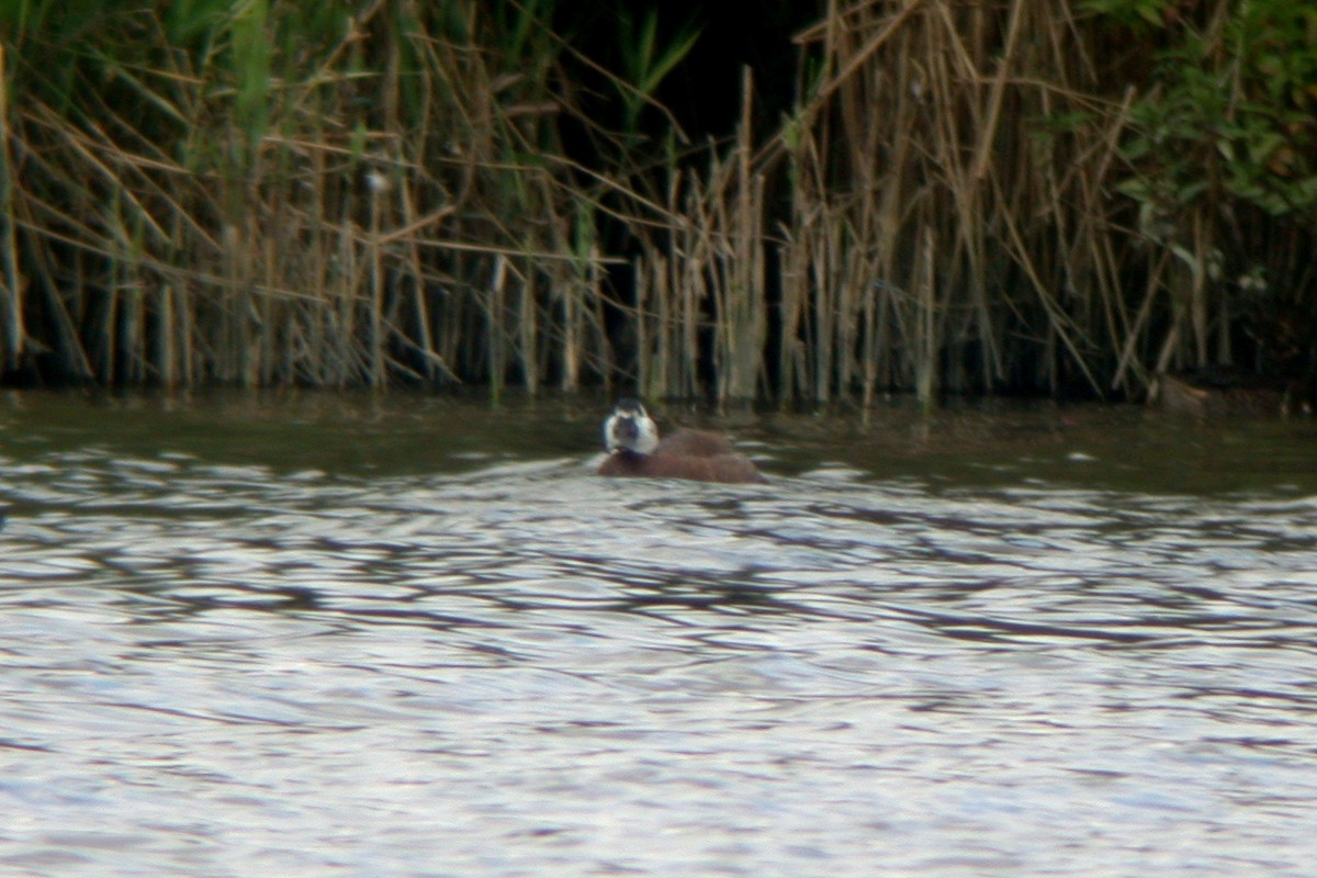 White-headed Duck - ML617743623