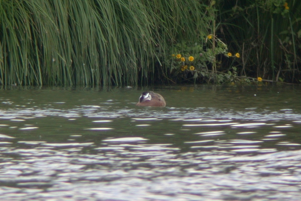 White-headed Duck - ML617743625