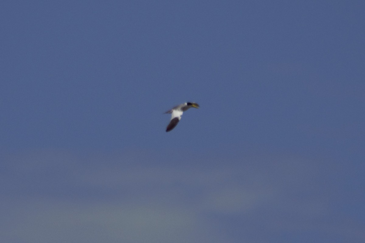 Large-billed Tern - ML617743626