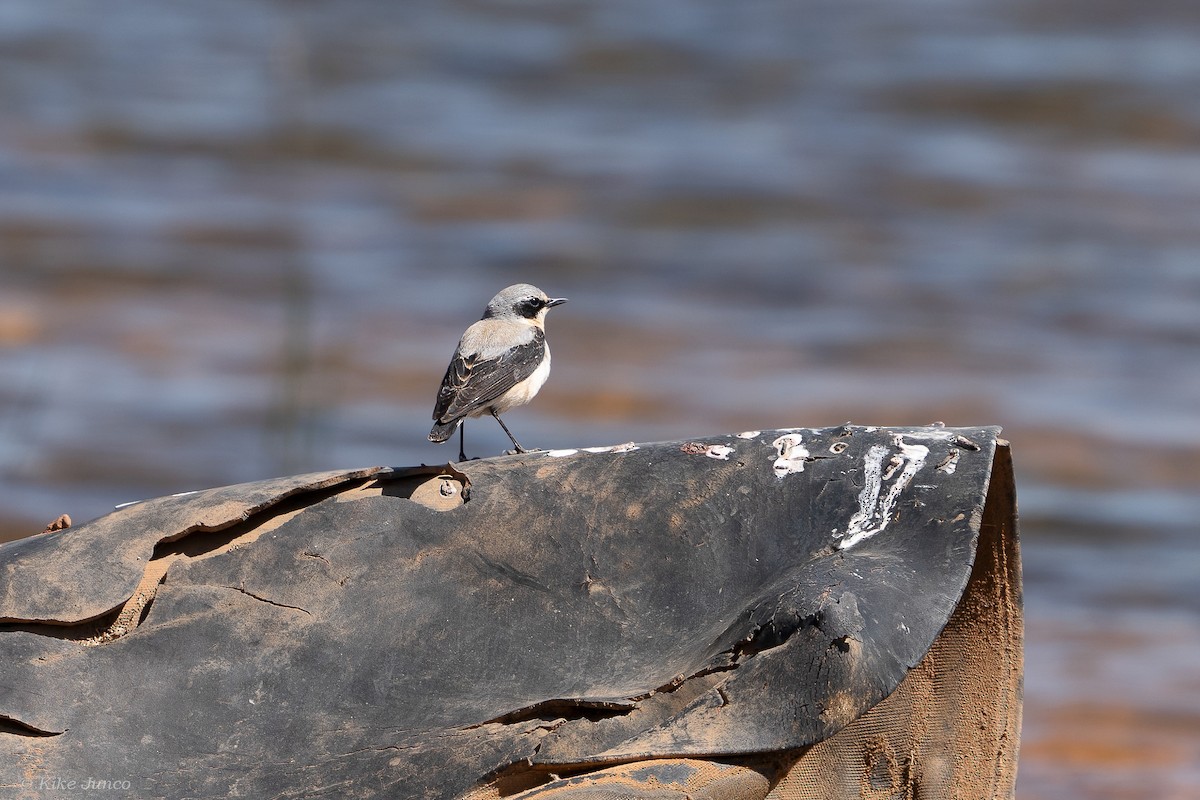 Northern Wheatear - ML617743643