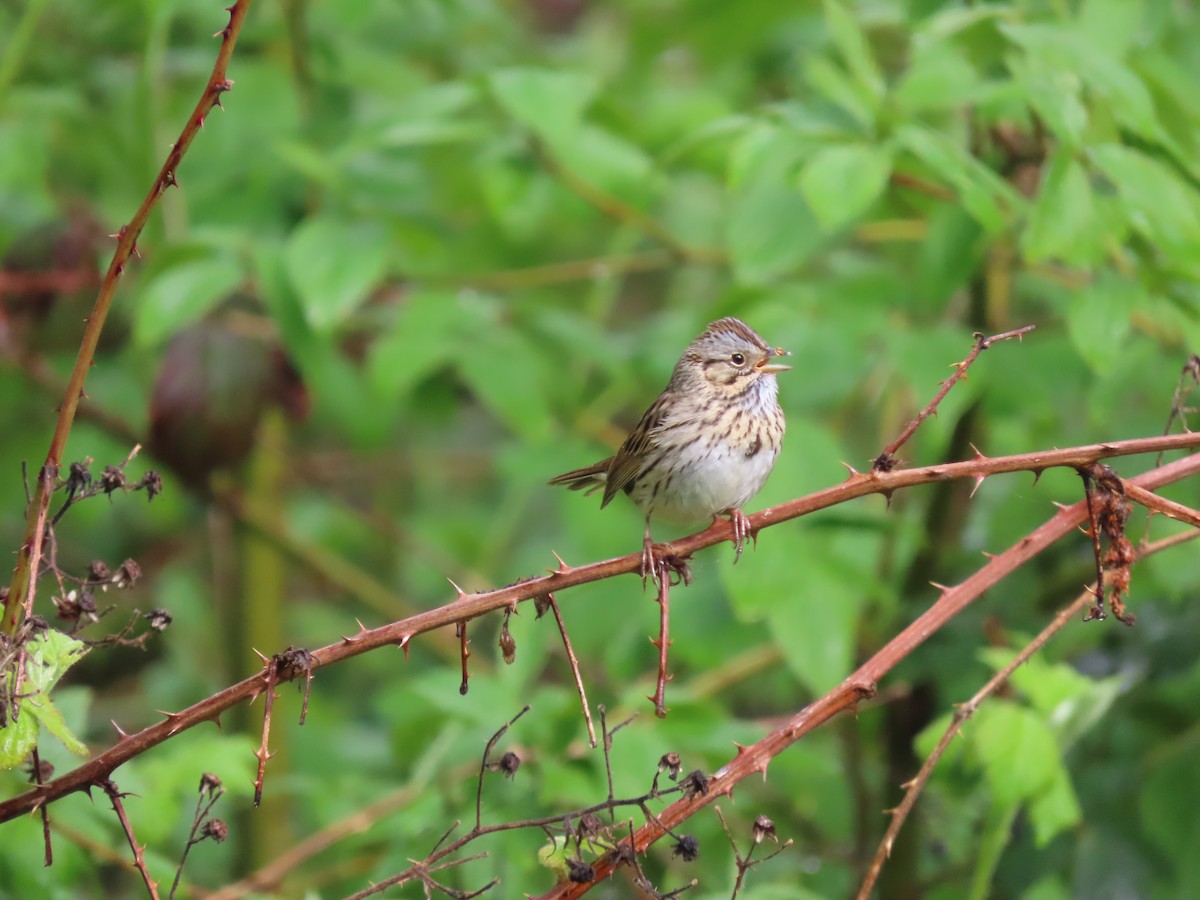 Lincoln's Sparrow - ML617743649