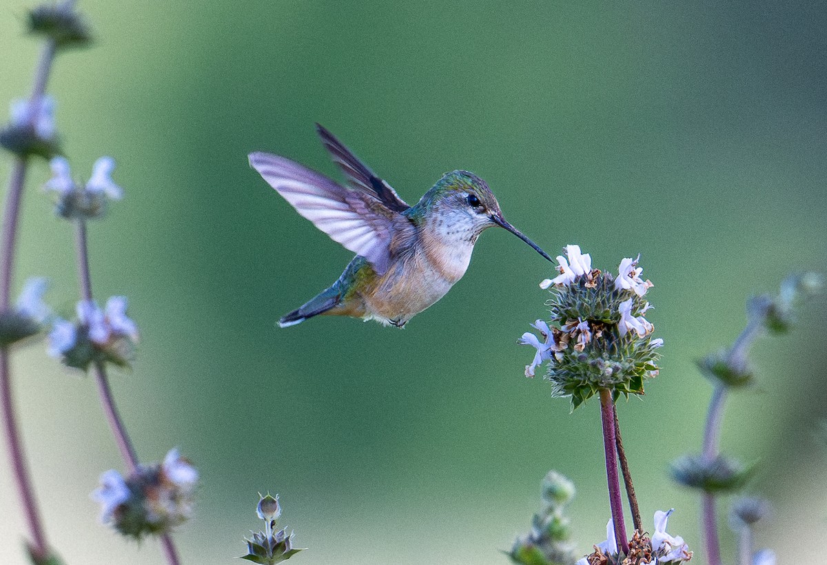 Calliope Hummingbird - ML617743653