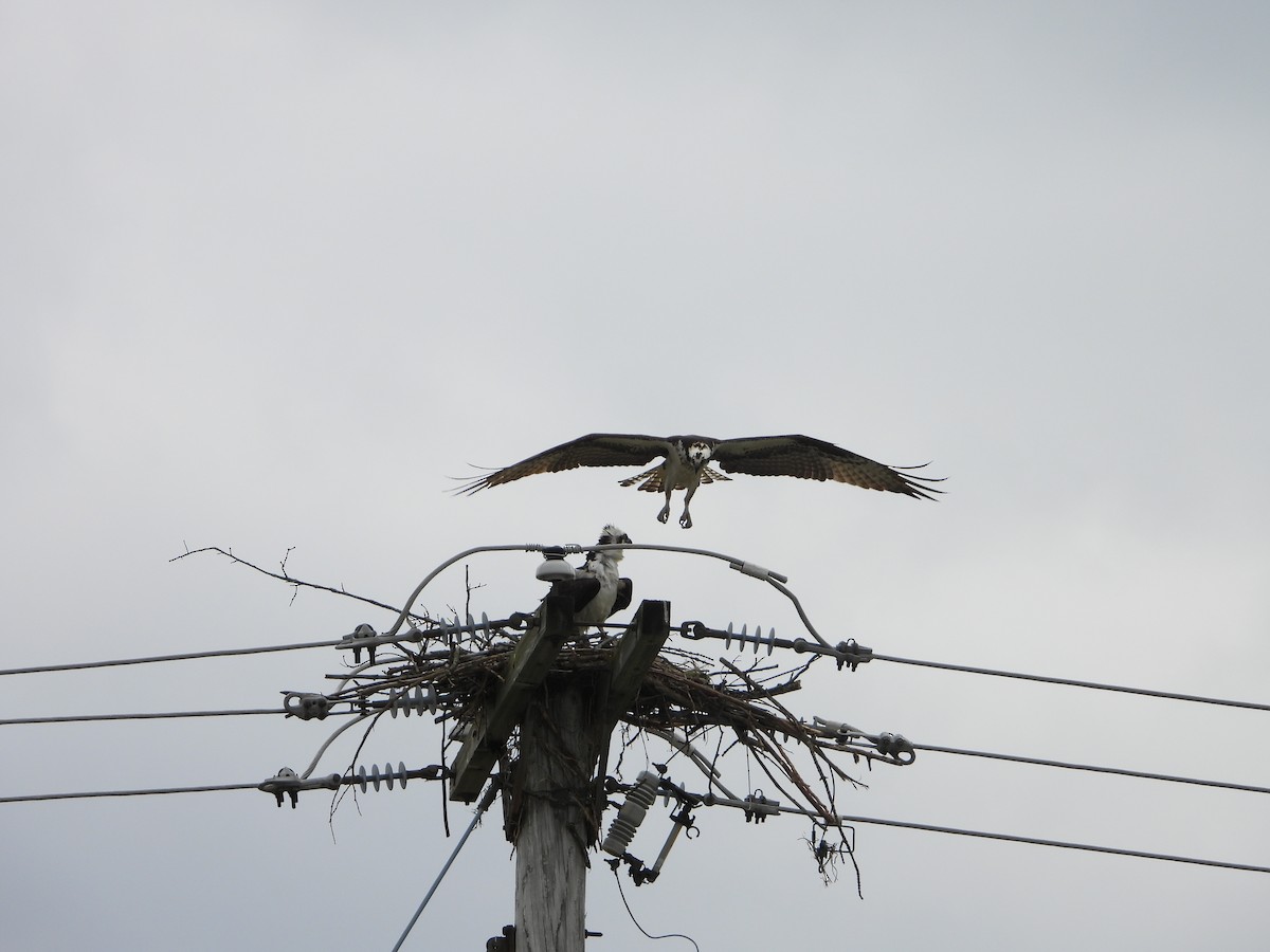 Osprey - Amanda & Matt Sloan