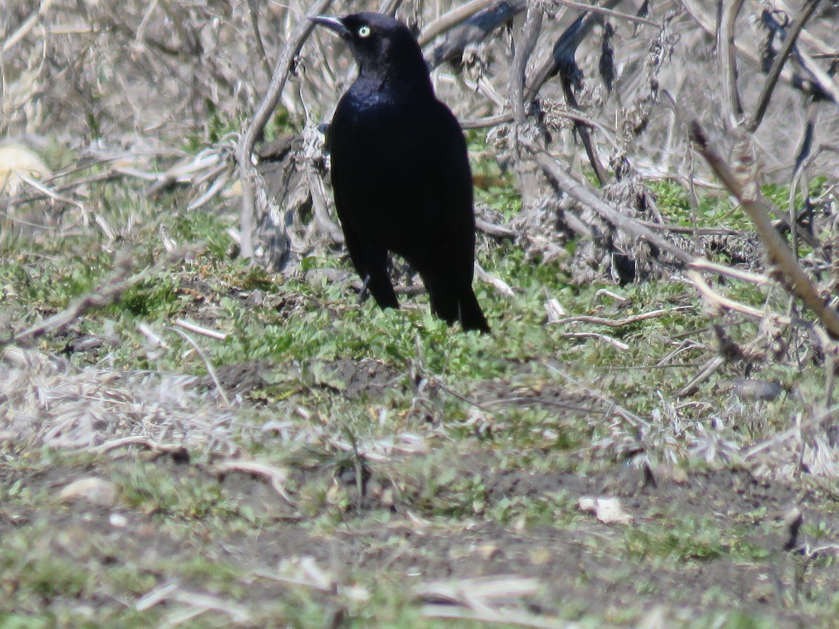 Brewer's Blackbird - Don  Kubischta