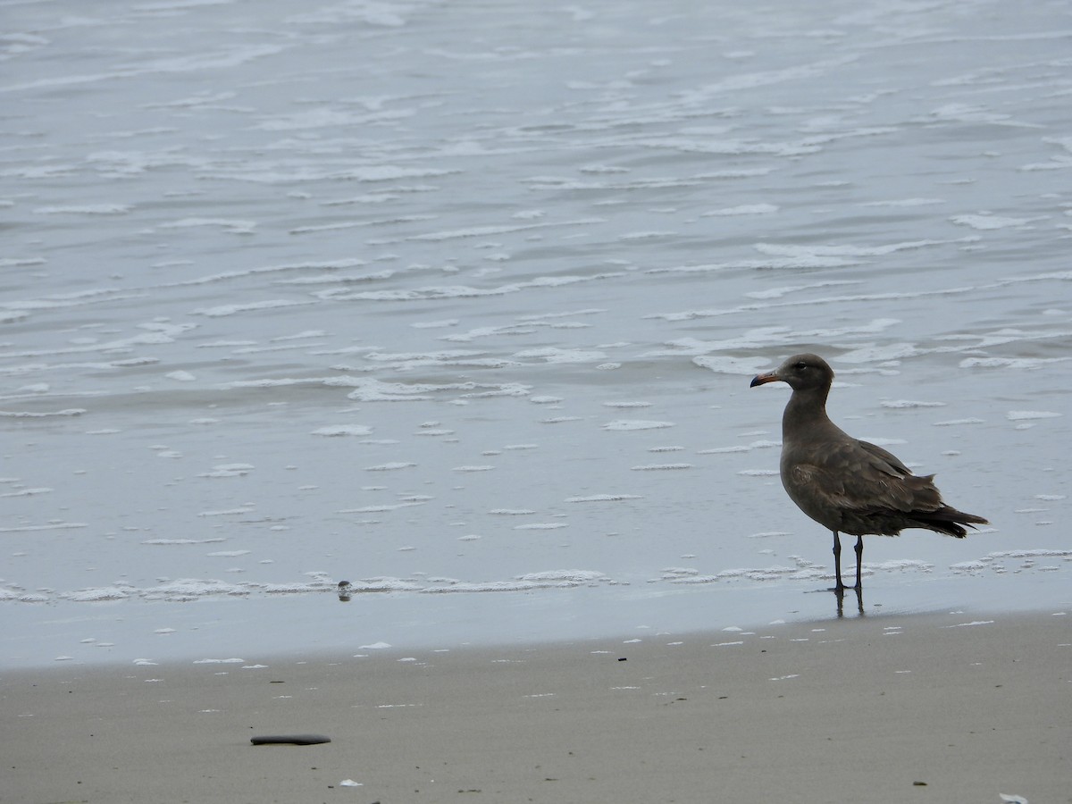 Heermann's Gull - ML617743692