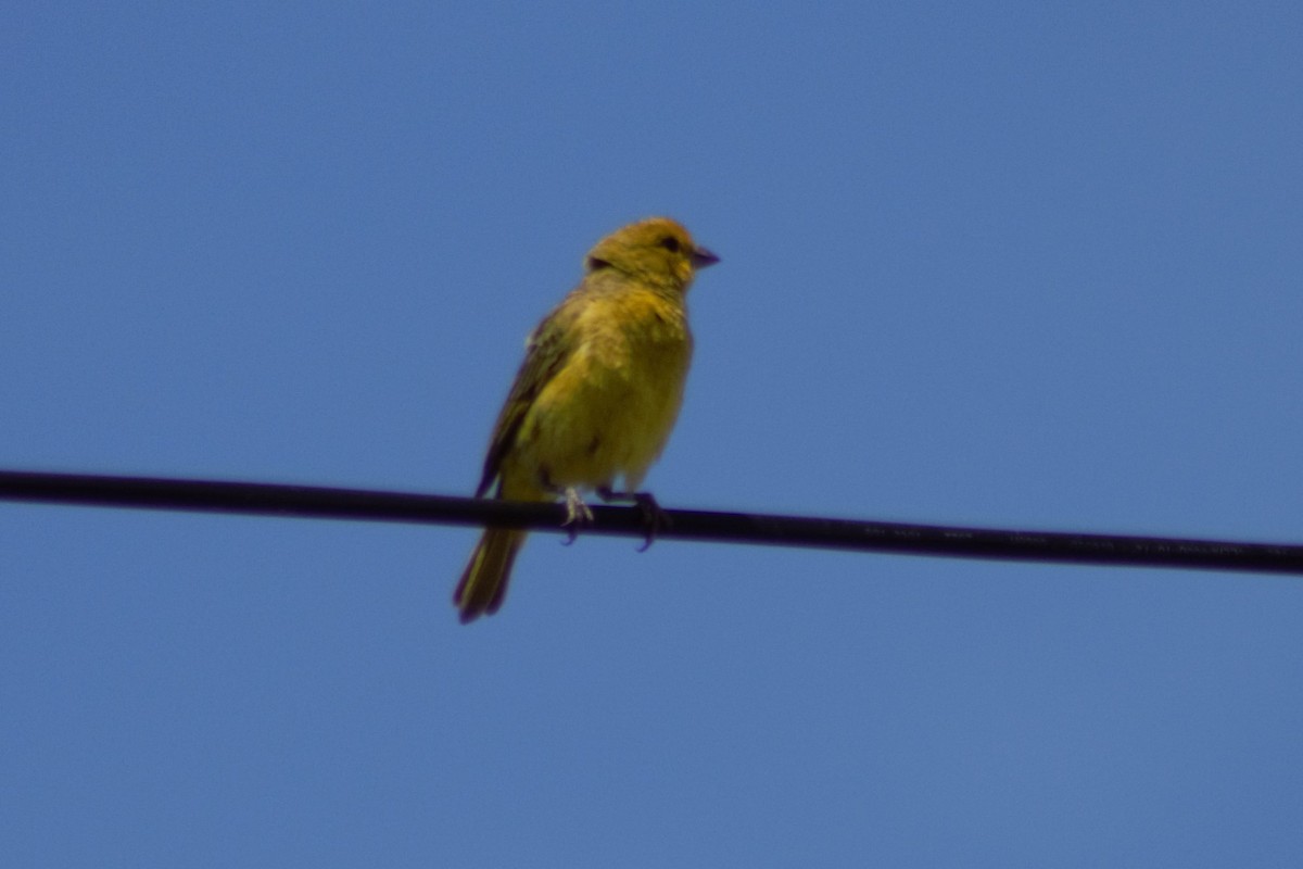 Saffron Finch - ML617743694