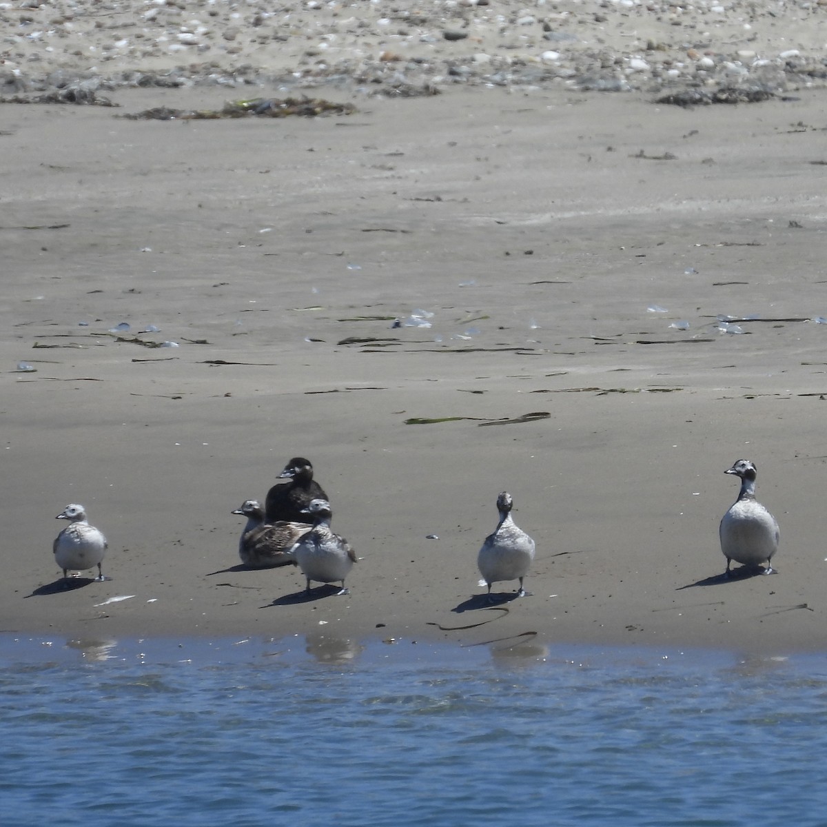 Long-tailed Duck - ML617743702