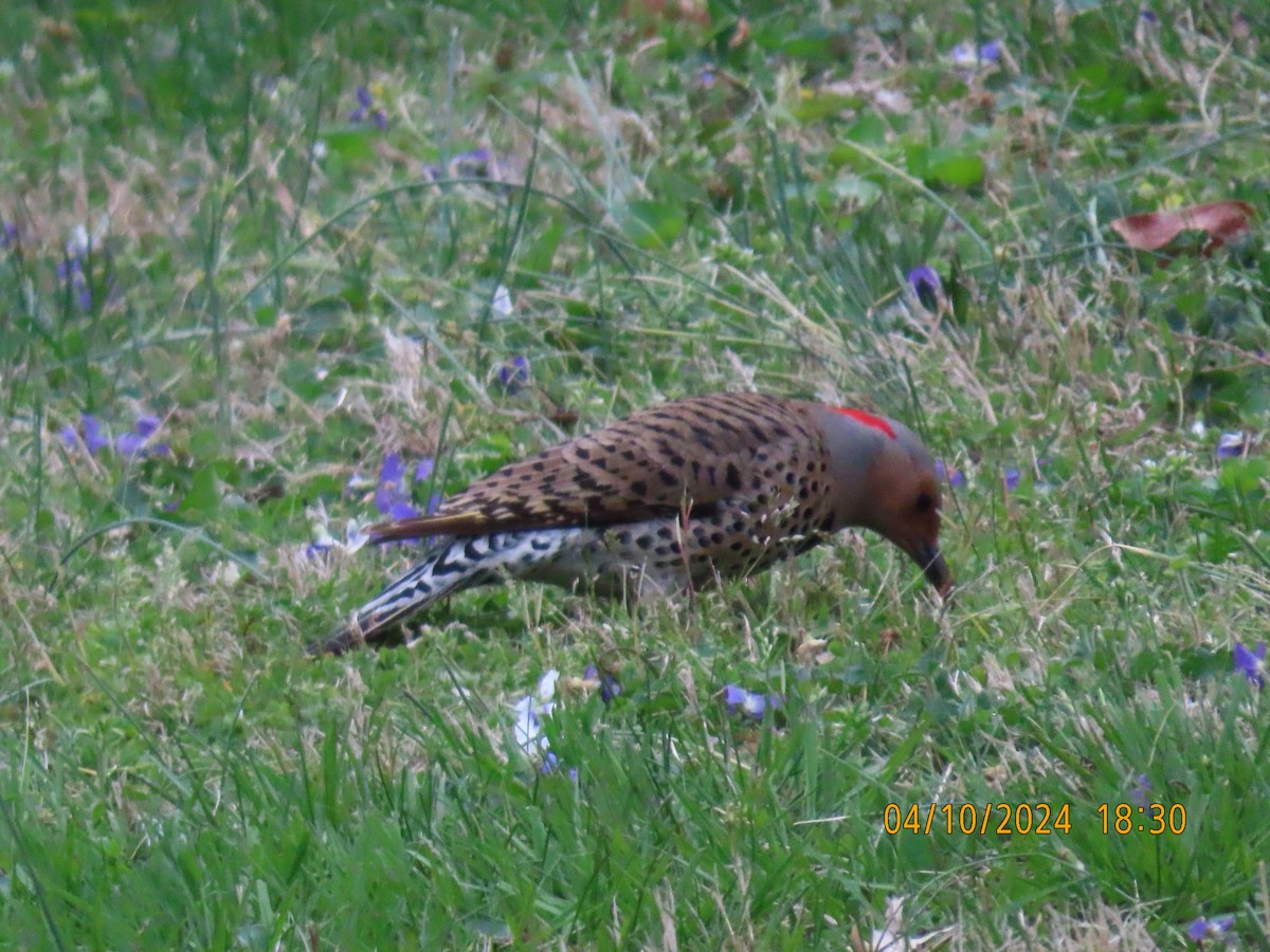 Northern Flicker - ML617743703