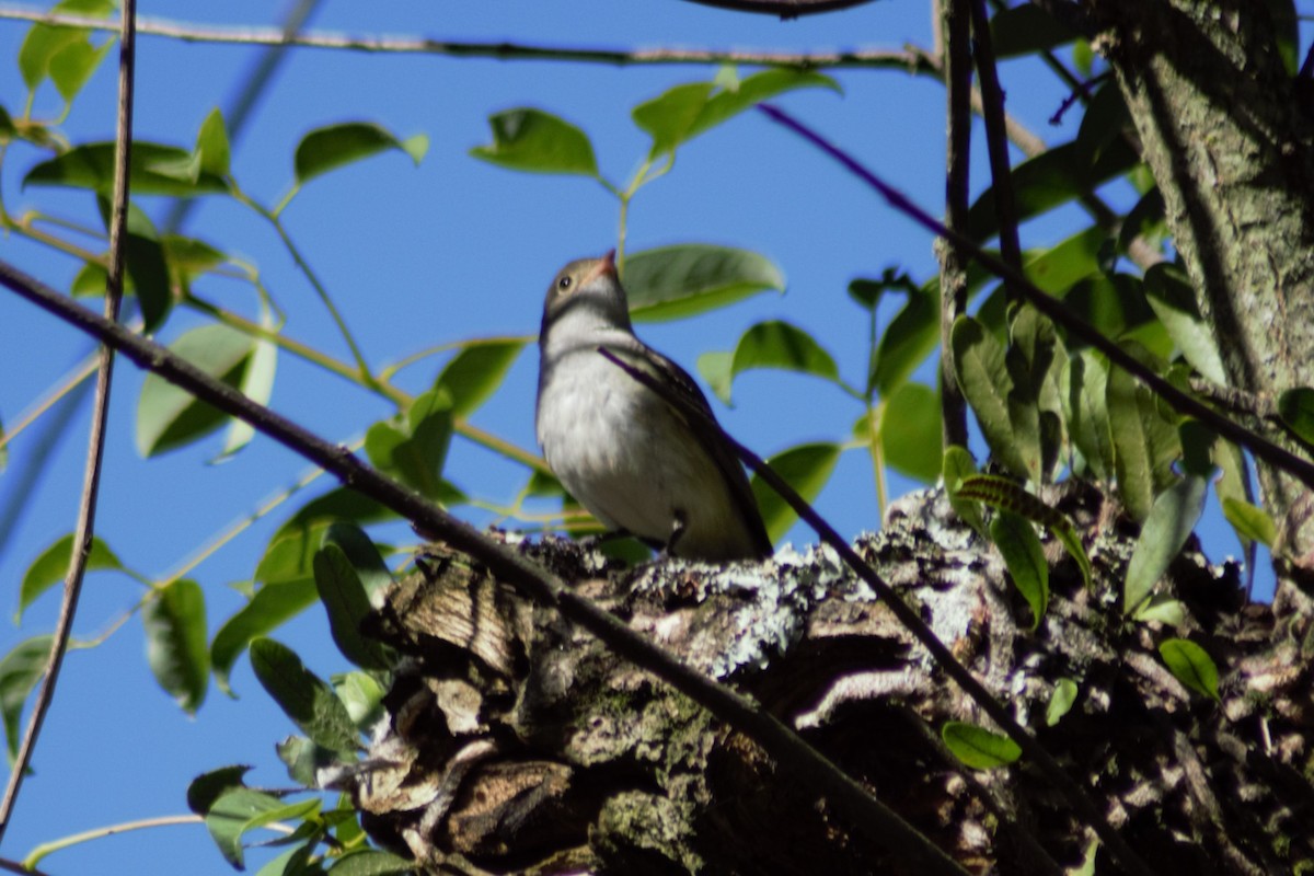 Small-billed Elaenia - ML617743710