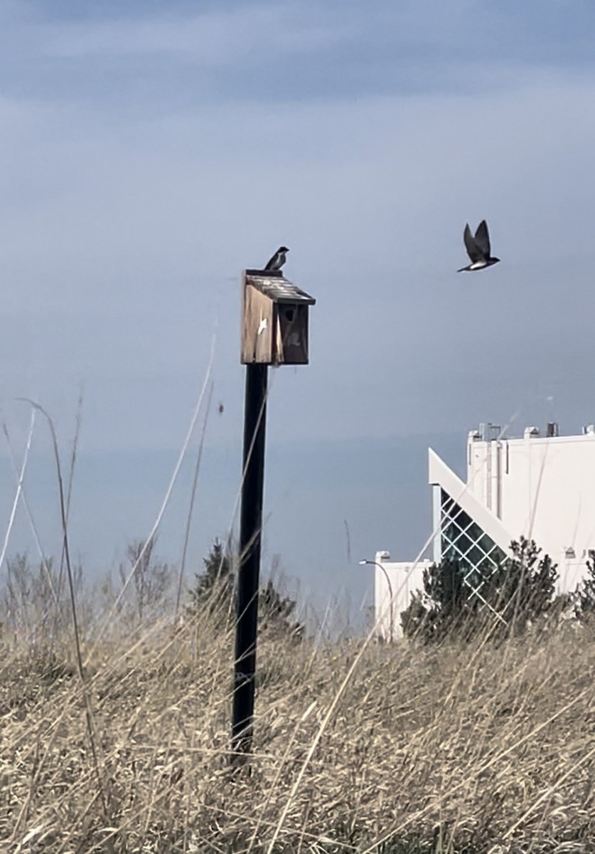 Tree Swallow - Michelle WO