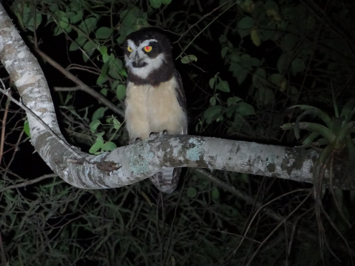 Spectacled Owl - ML617743723