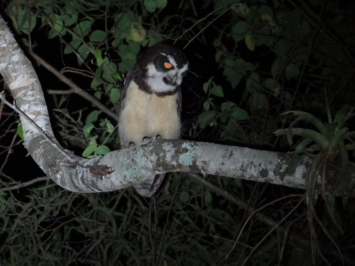 Spectacled Owl - ML617743724