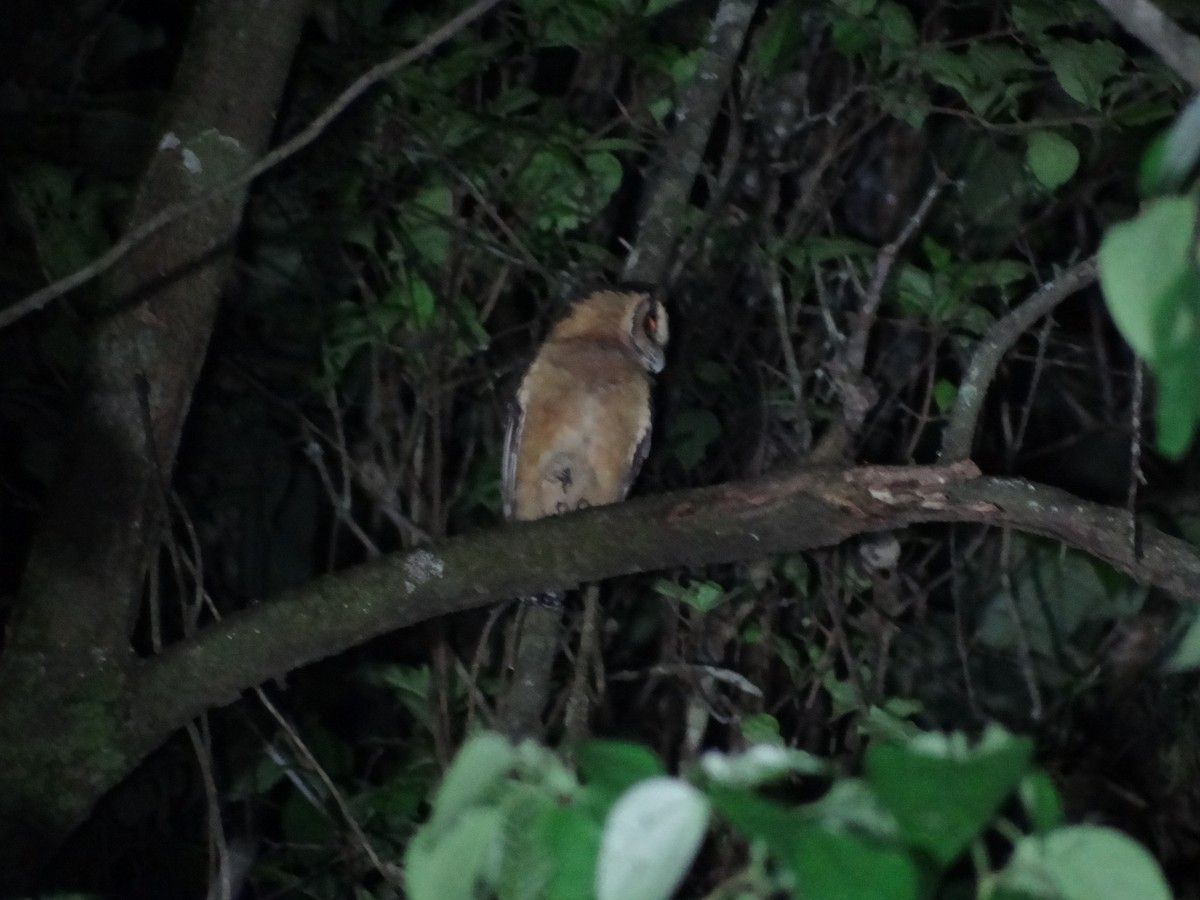 Buff-fronted Owl - Francisco Sornoza