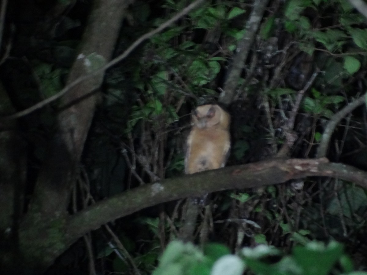 Buff-fronted Owl - Francisco Sornoza