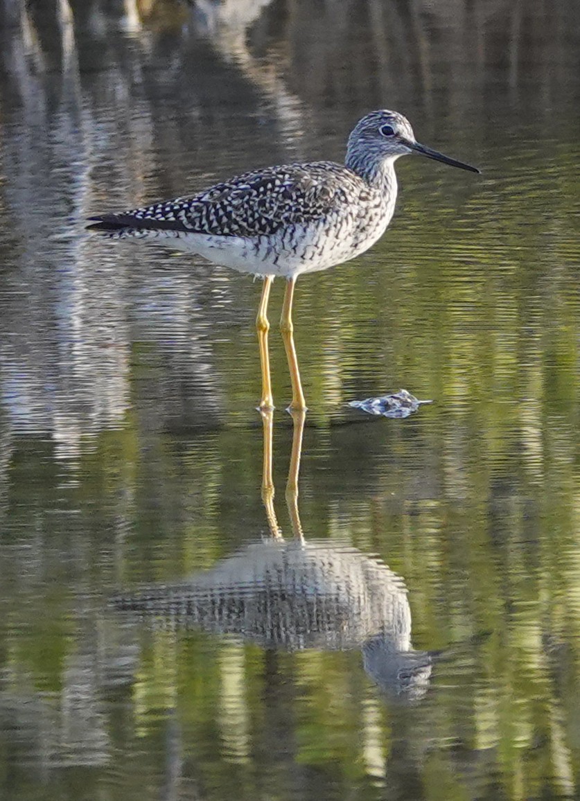 Greater Yellowlegs - ML617743743