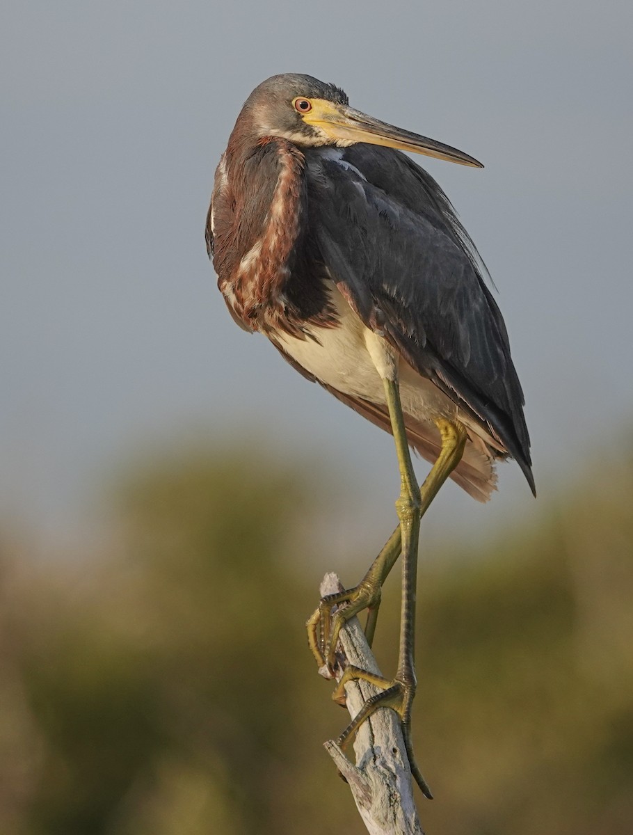 Tricolored Heron - ML617743757