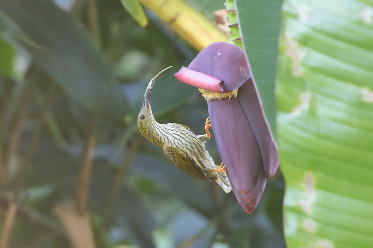 Streaked Spiderhunter - Kevin Thomas