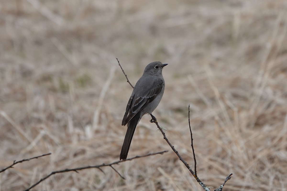 Townsend's Solitaire - Patty Rose