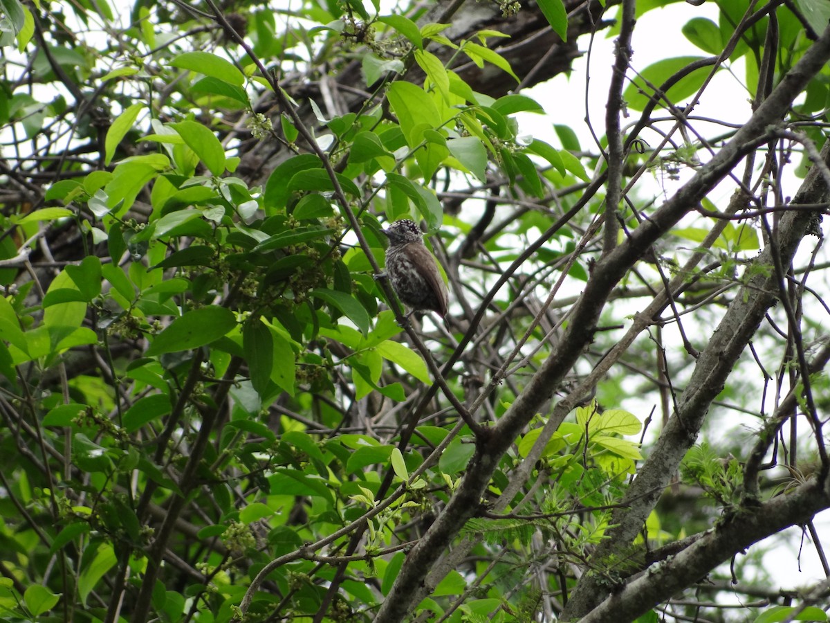 Ecuadorian Piculet - ML617743790