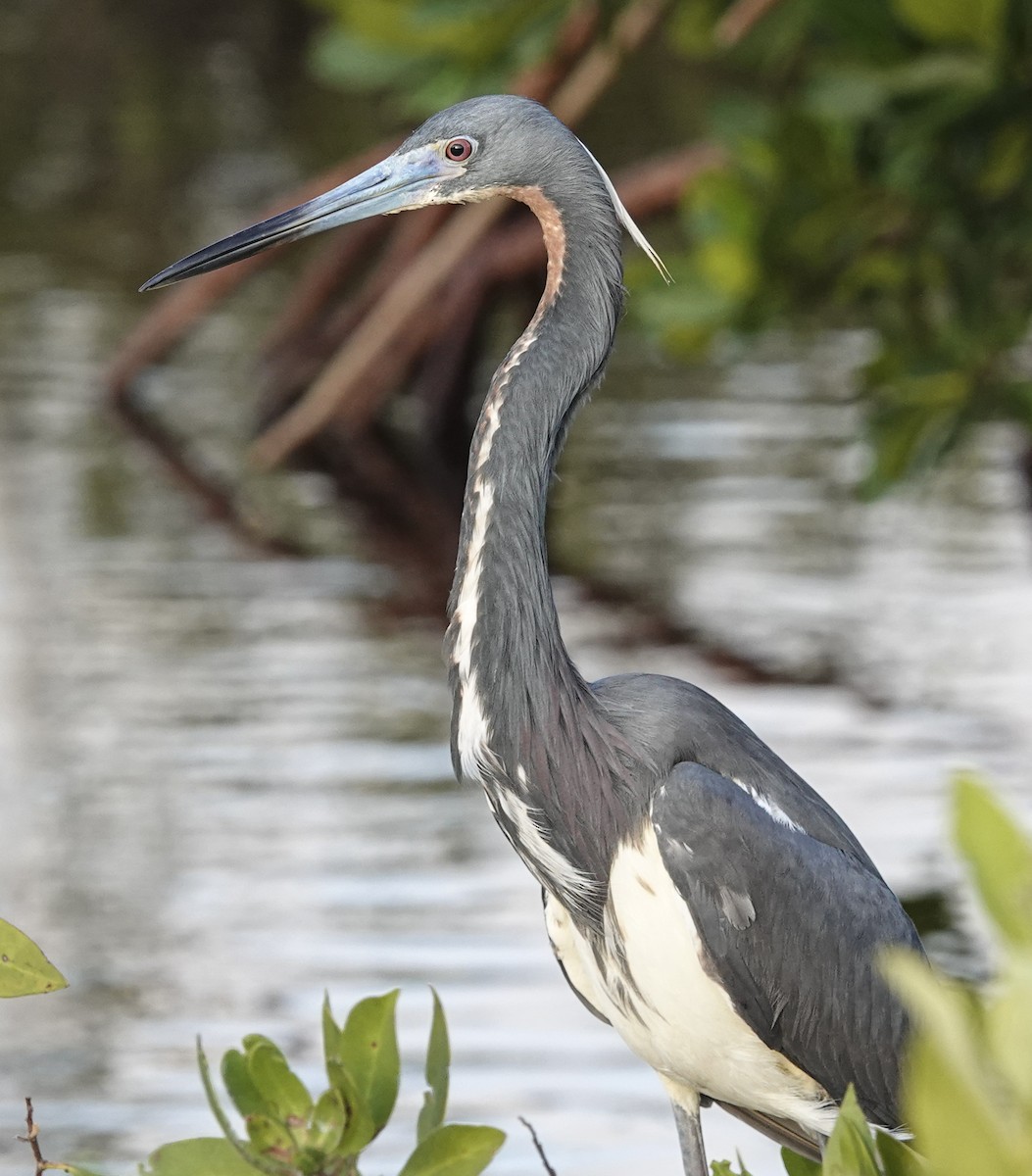 Tricolored Heron - ML617743806