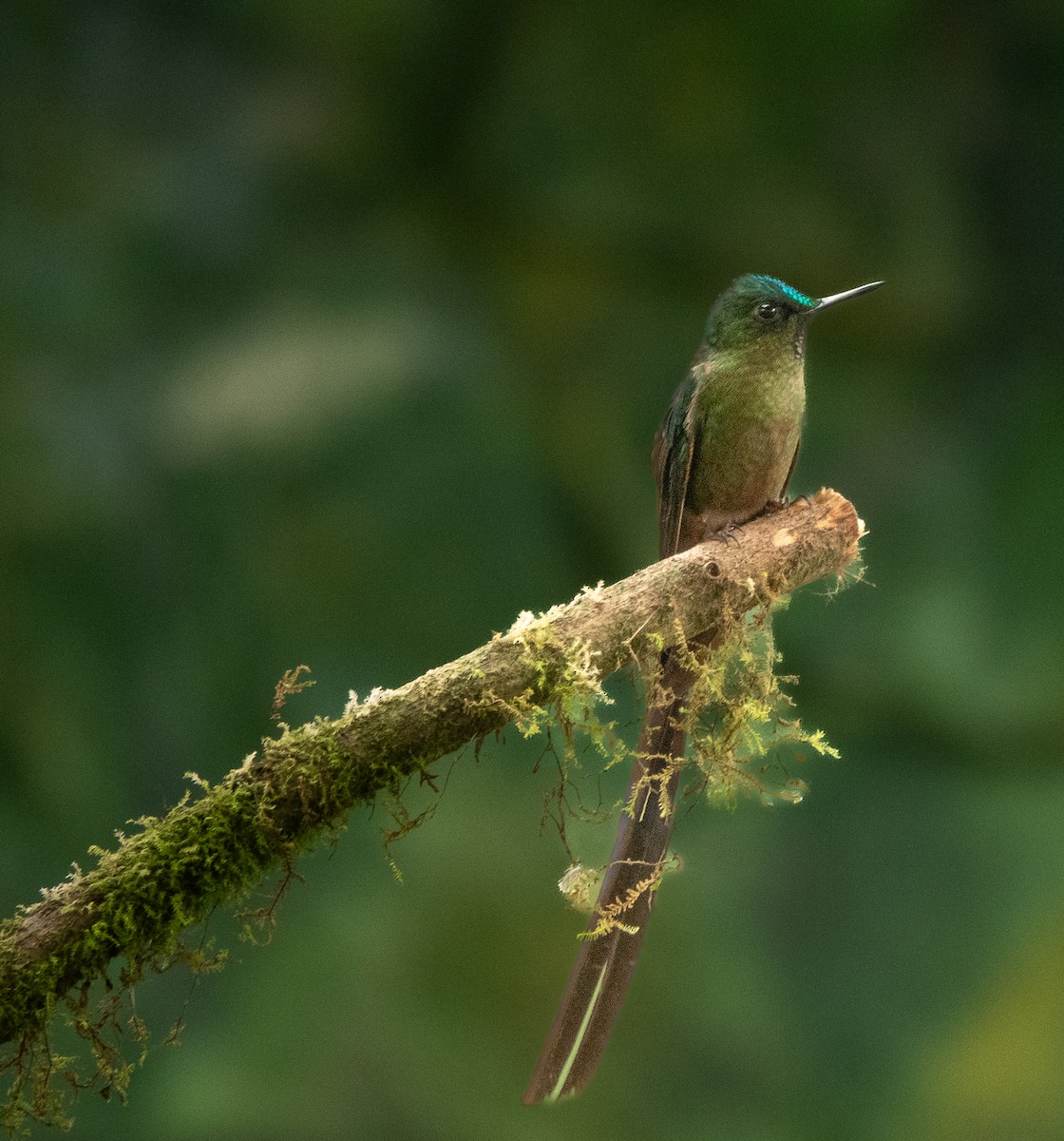 Violet-tailed Sylph - Jodi  Chambers