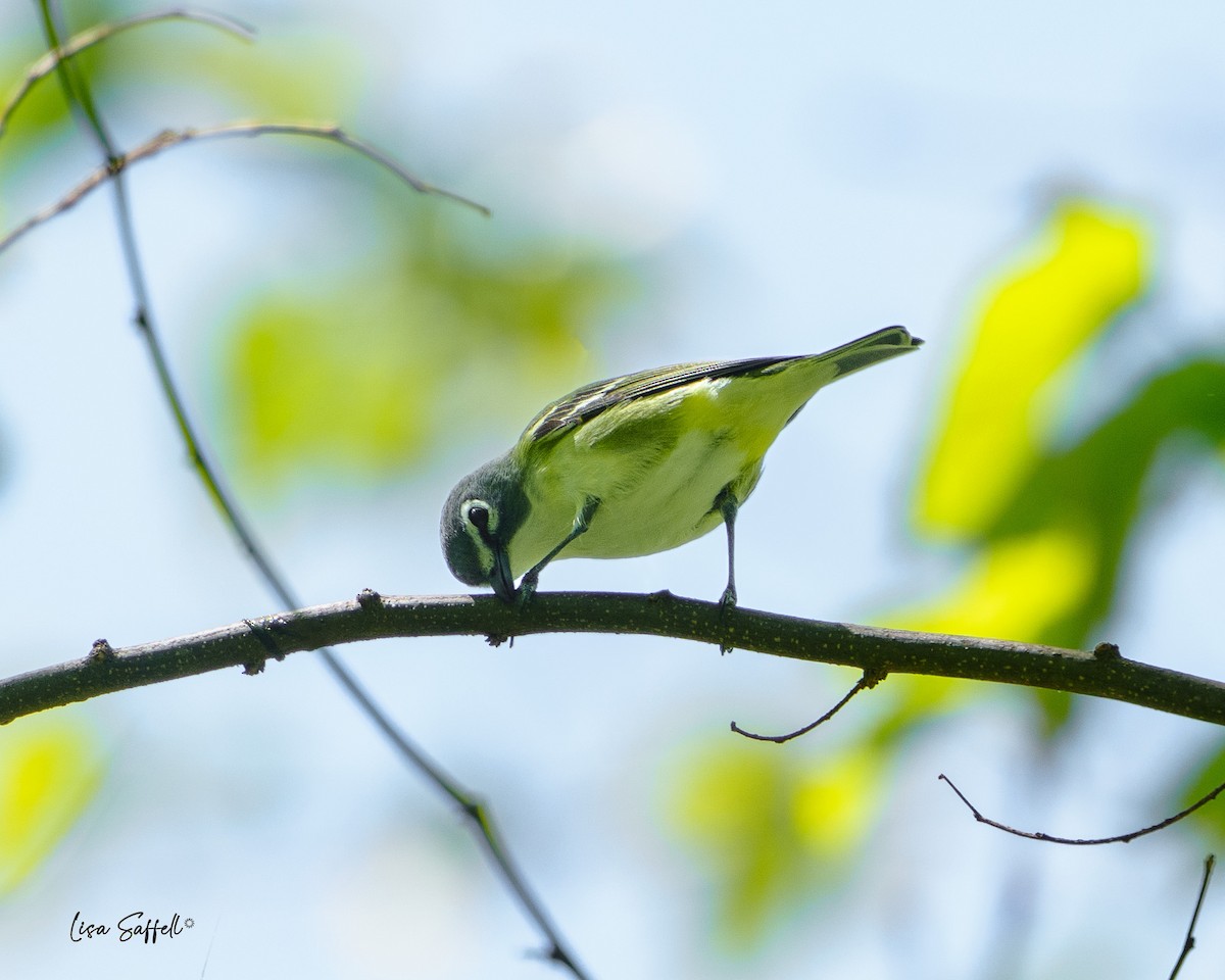 Blue-headed Vireo - ML617743868