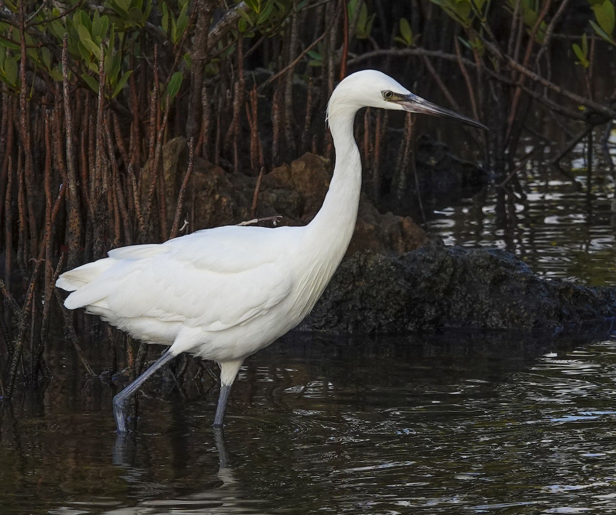 Aigrette roussâtre - ML617743900