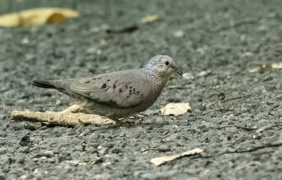 Common Ground Dove - Mel Senac