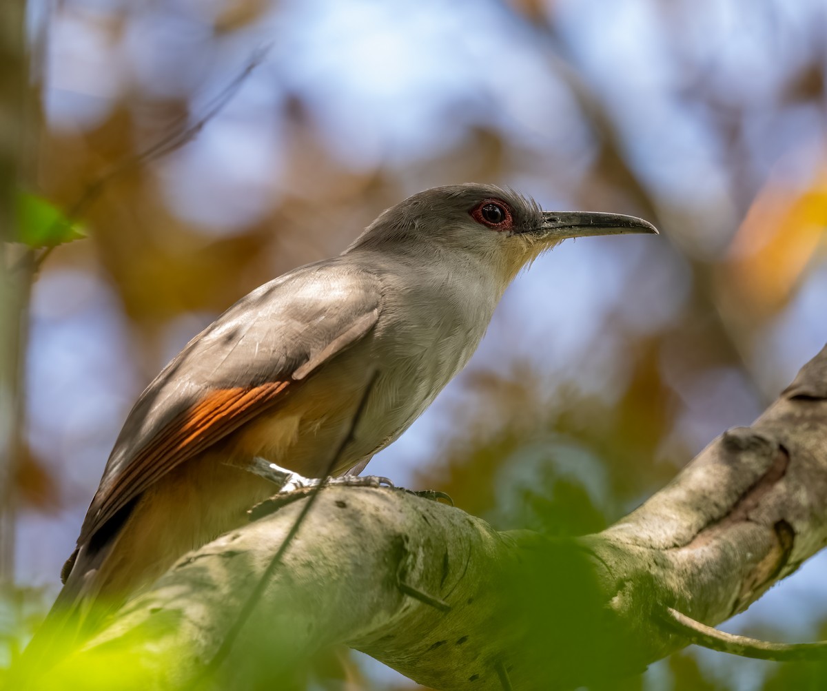 Hispaniolan Lizard-Cuckoo - Mel Senac