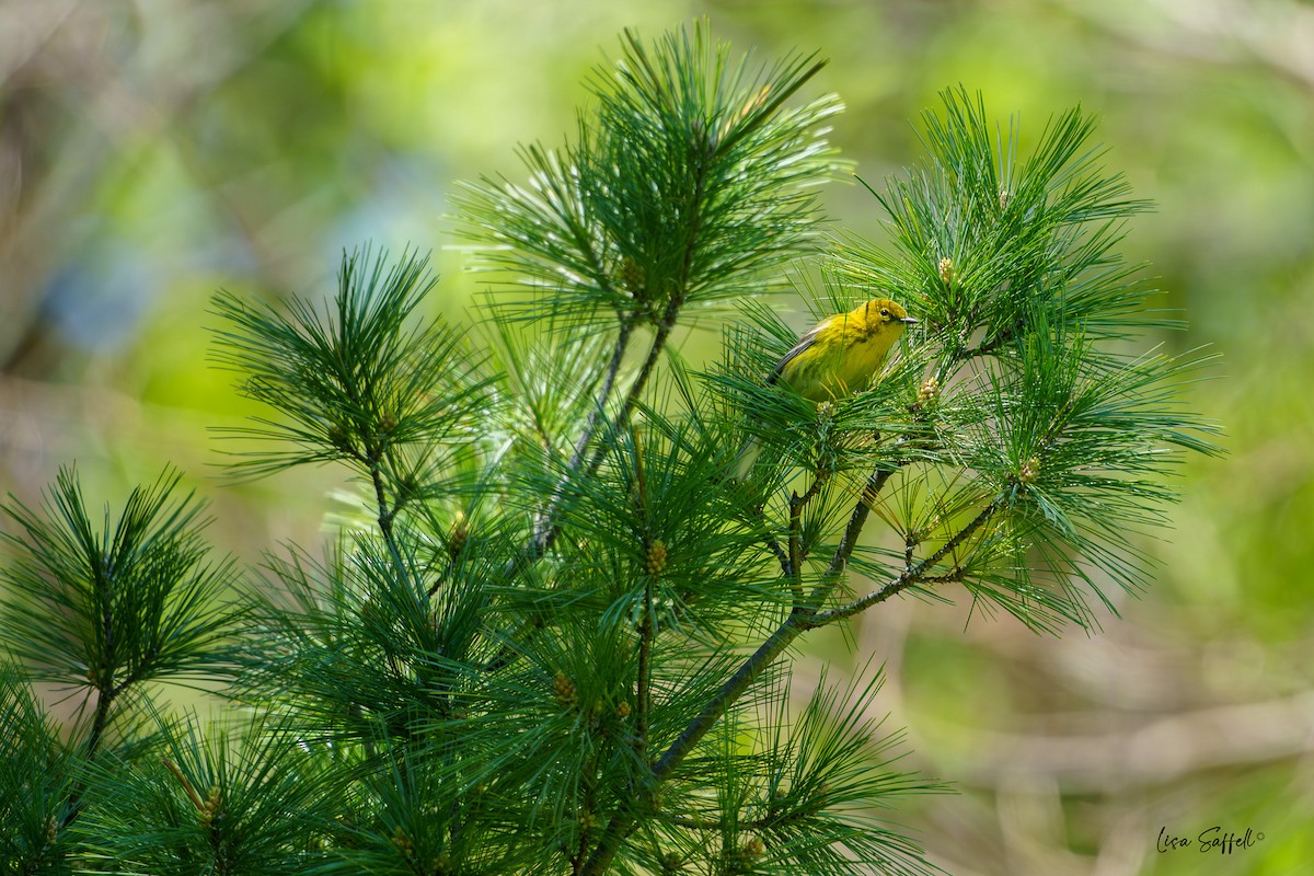 Pine Warbler - Lisa Saffell