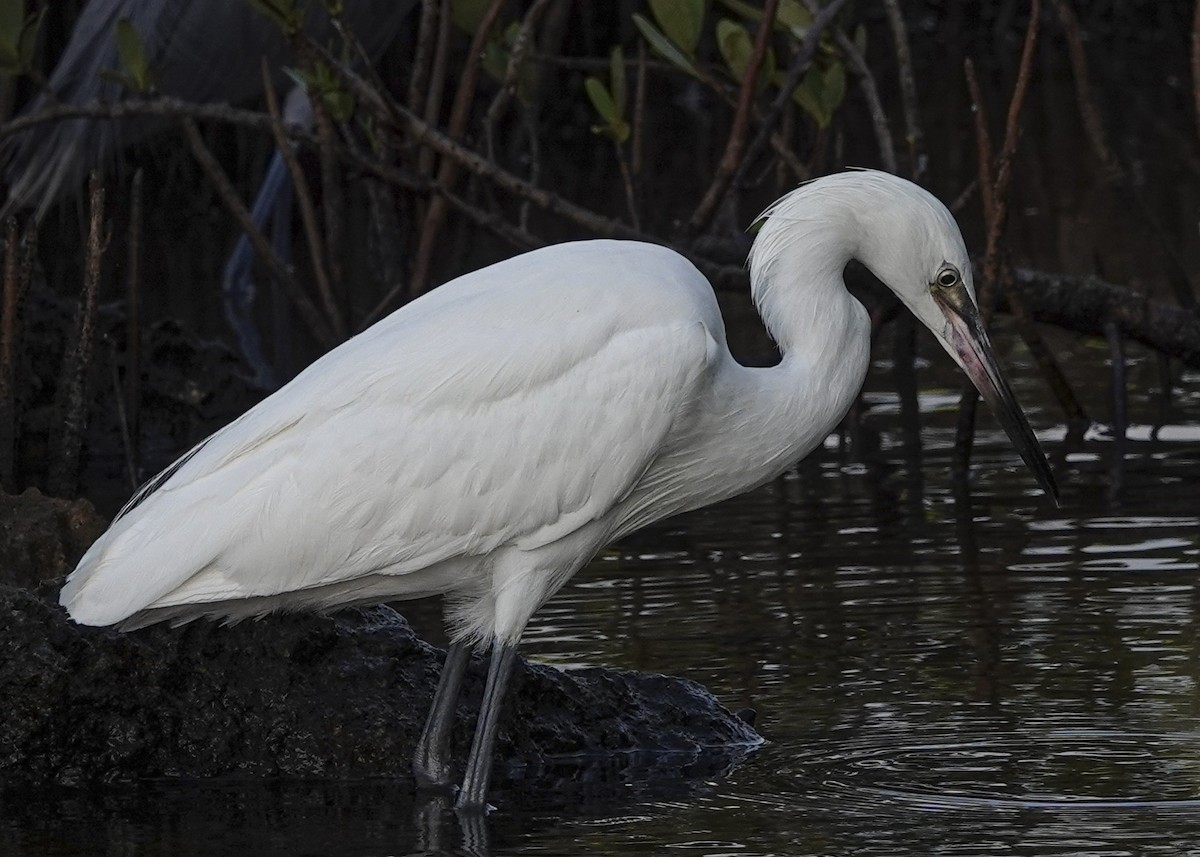 Reddish Egret - ML617743959