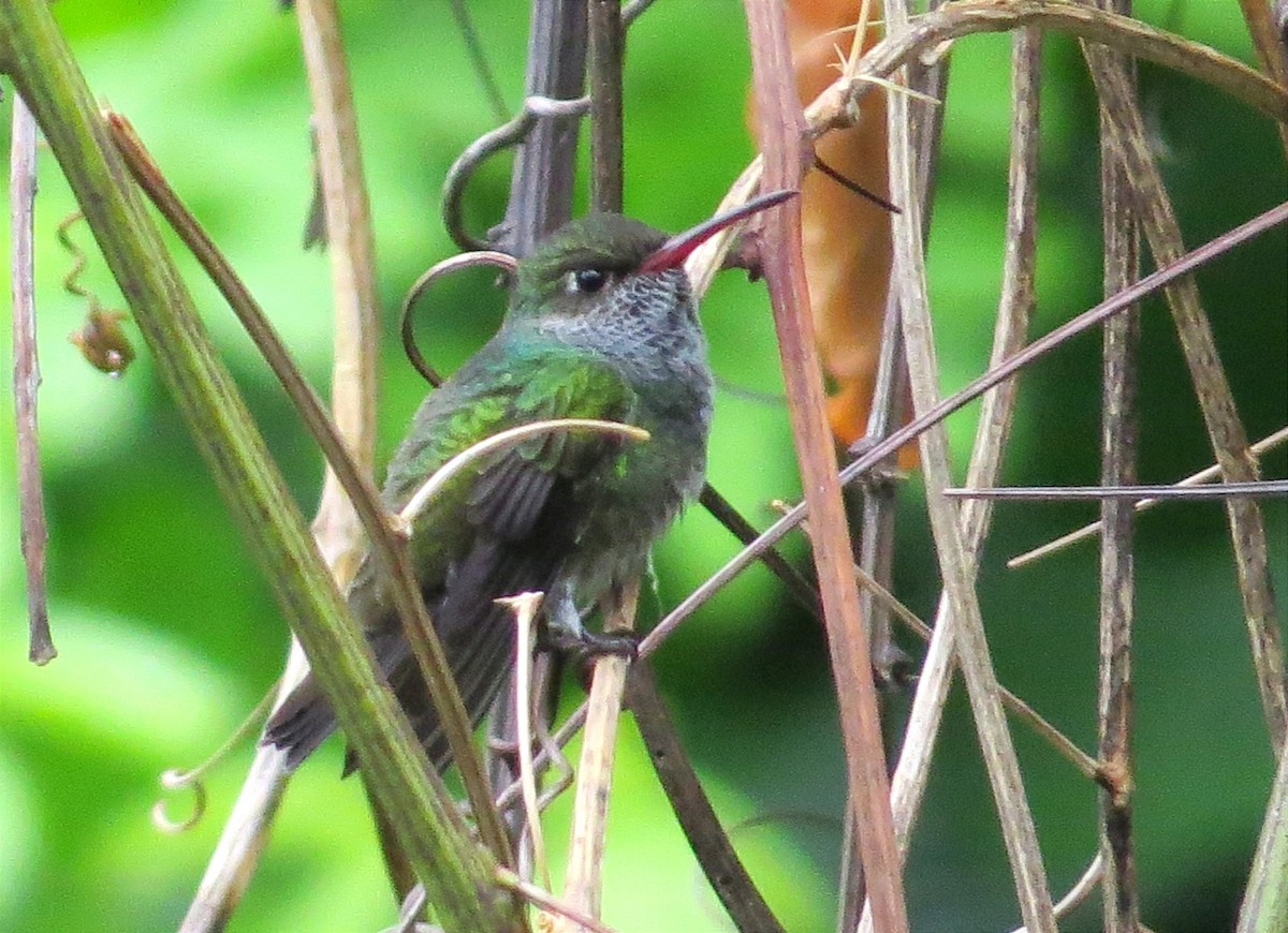 Glittering-throated Emerald - ML617743974