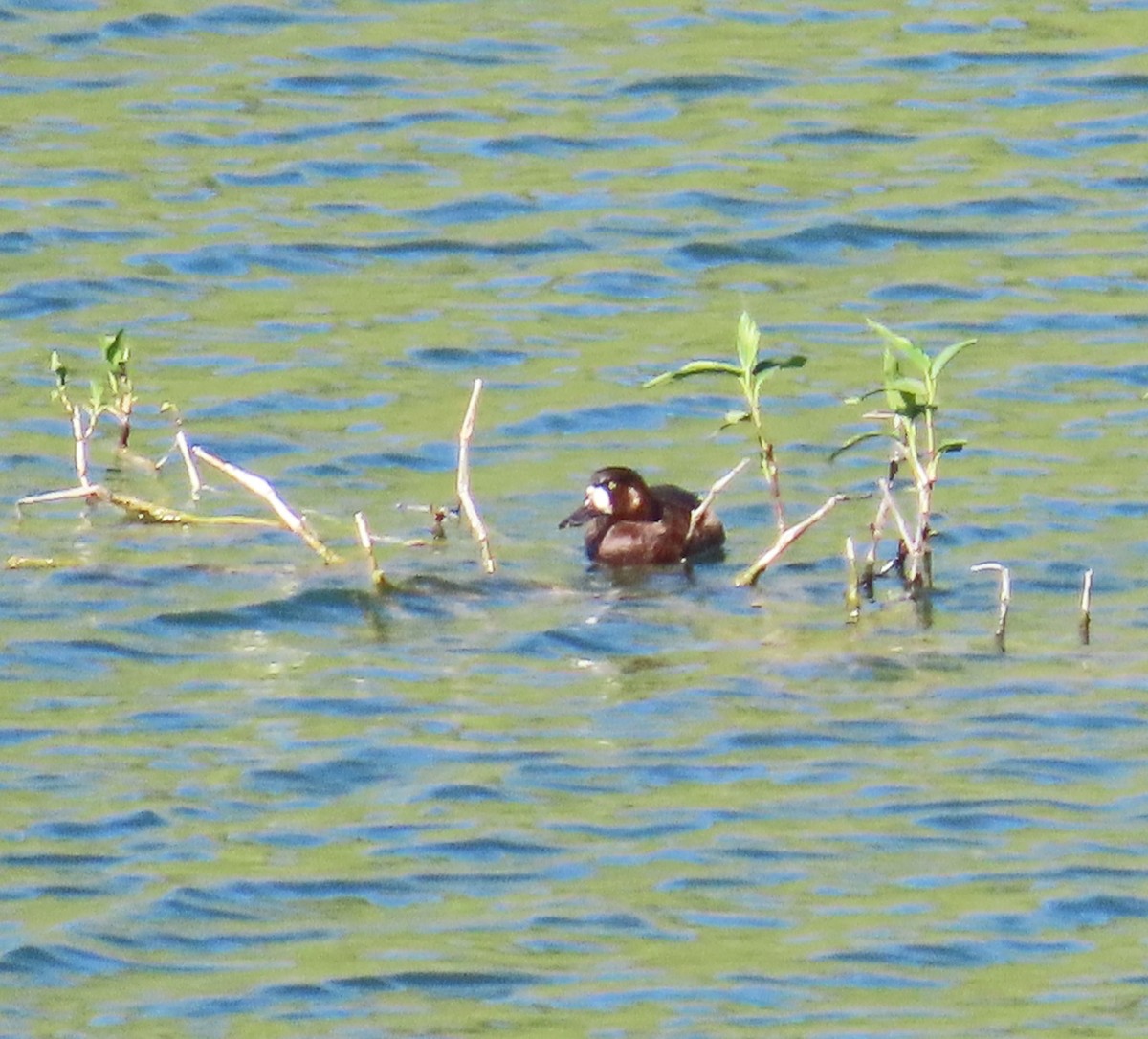 Greater Scaup - ML617743983