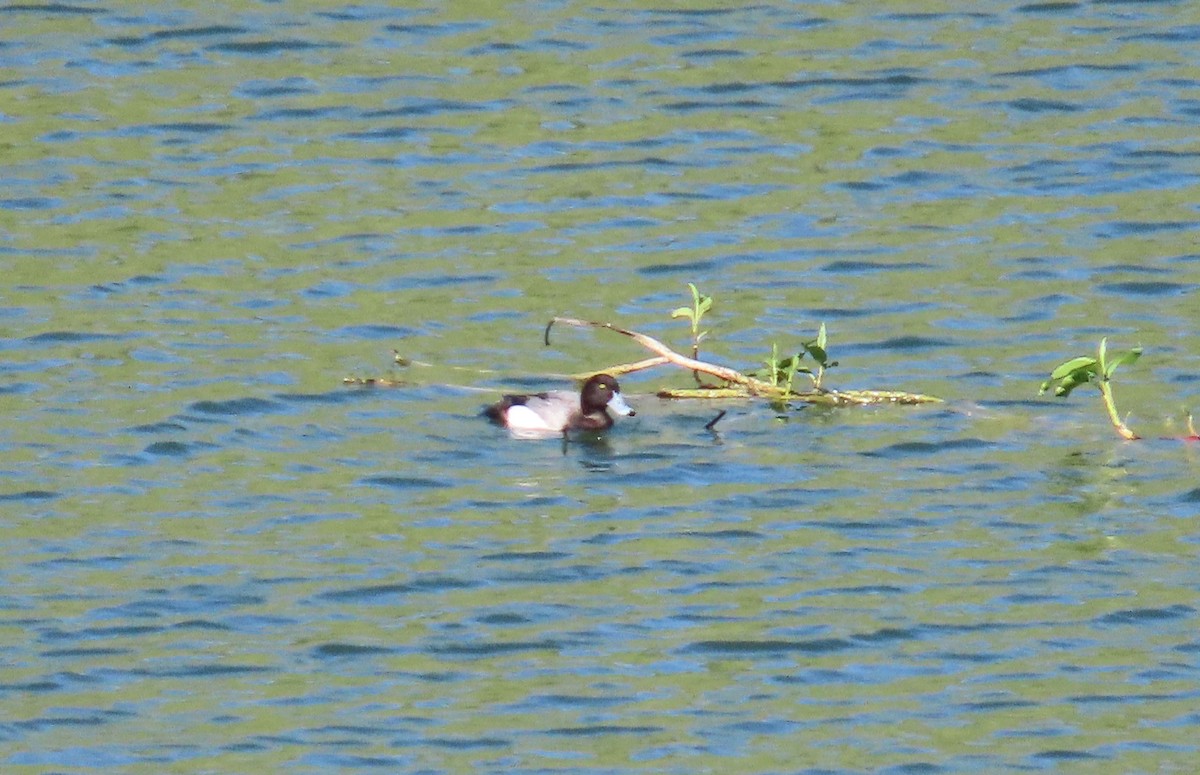 Greater Scaup - ML617743992