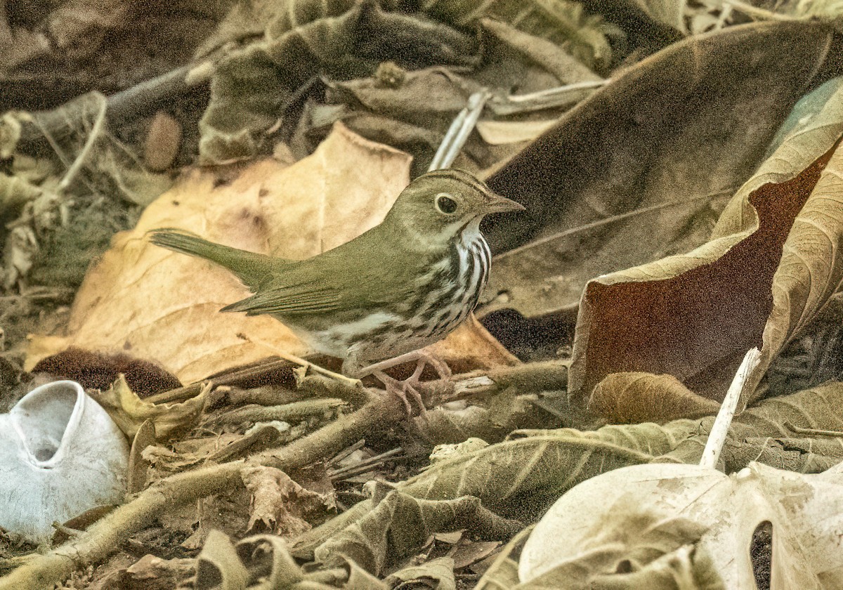 Ovenbird - Mel Senac