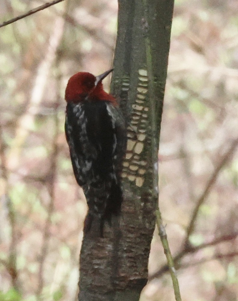 Red-breasted Sapsucker - ML617743998