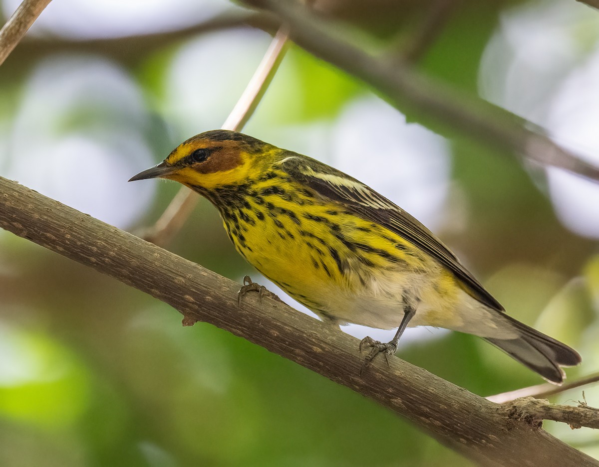 Cape May Warbler - Mel Senac