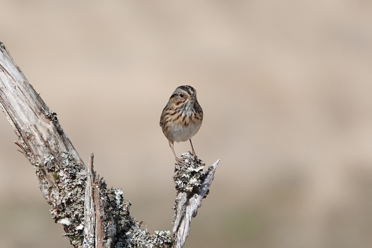Lincoln's Sparrow - Patty Rose