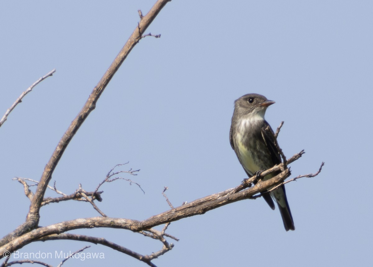 tyranovec severský - ML617744106