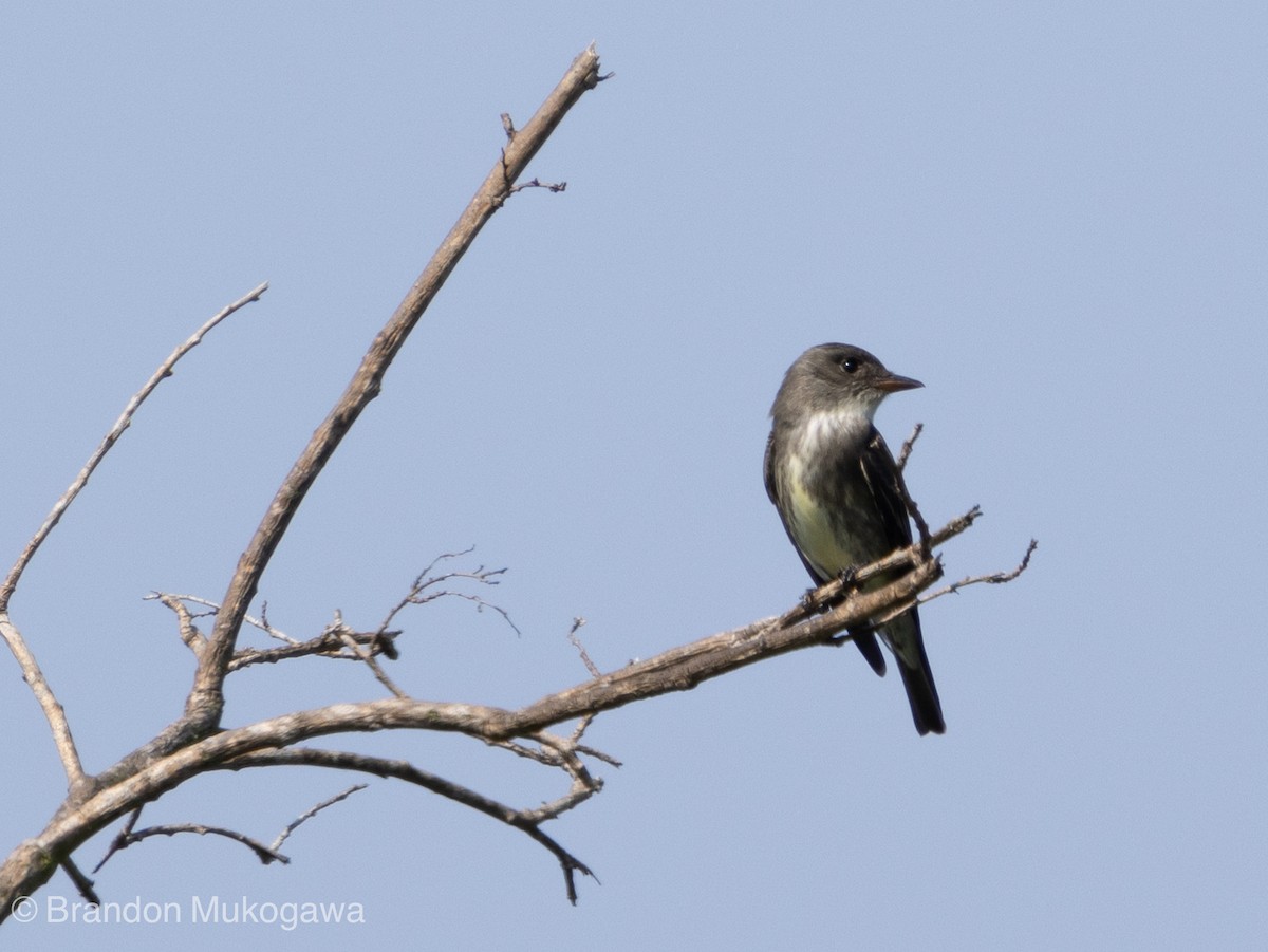 tyranovec severský - ML617744107