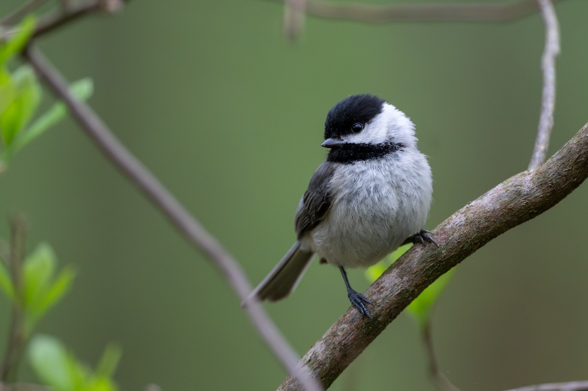 Carolina Chickadee - ML617744114