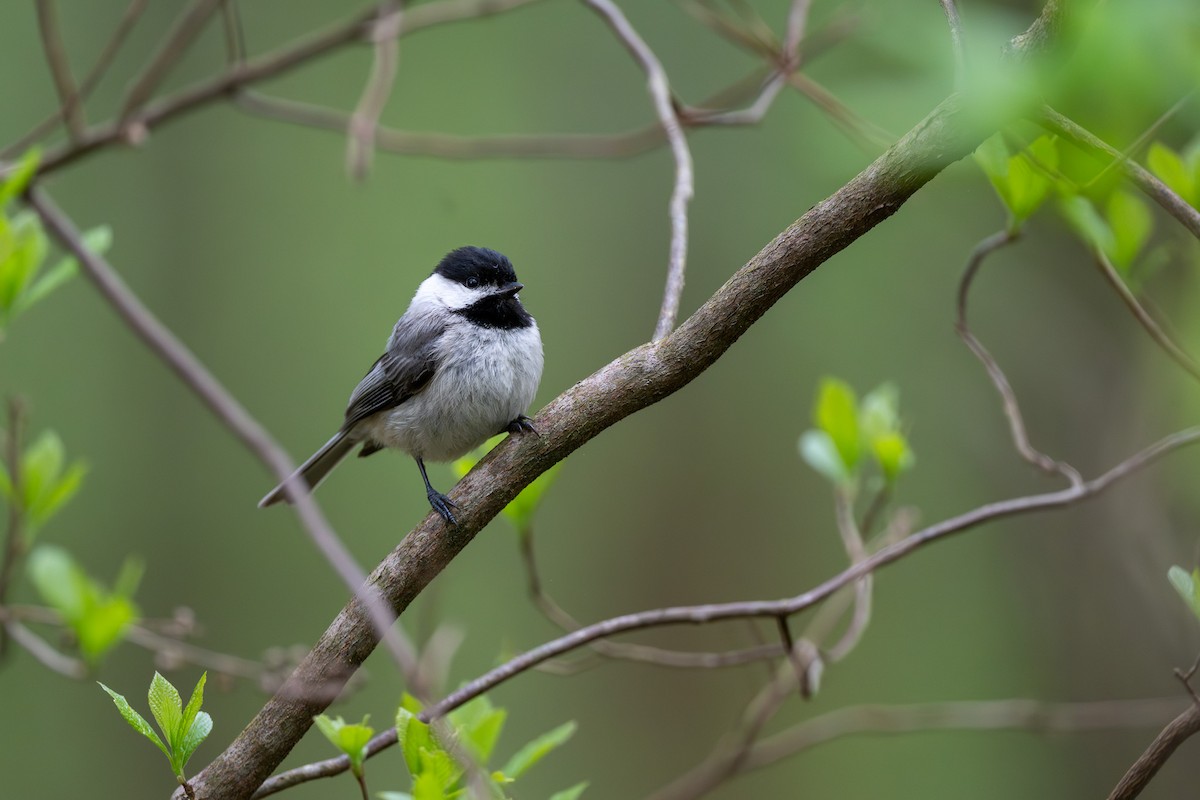 Carolina Chickadee - ML617744115