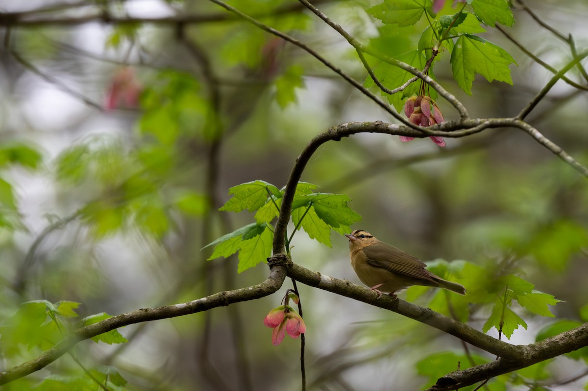 Worm-eating Warbler - ML617744122