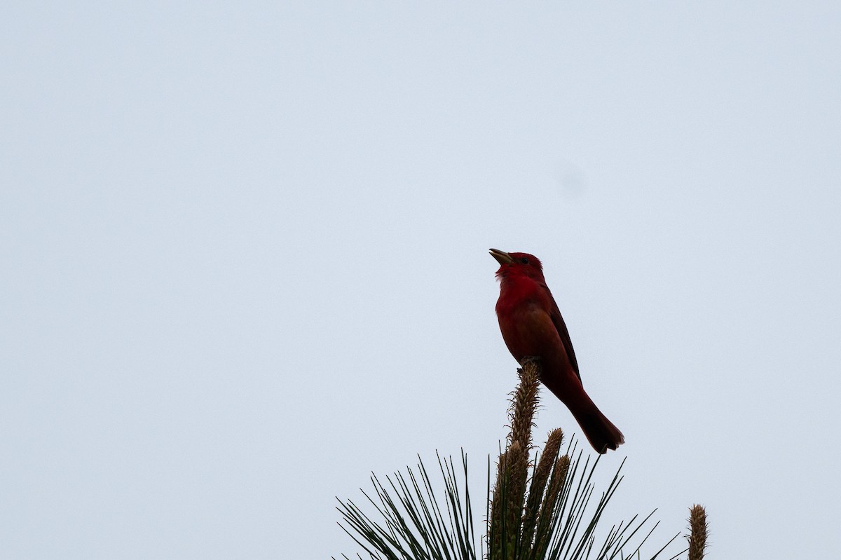 Summer Tanager - ML617744129