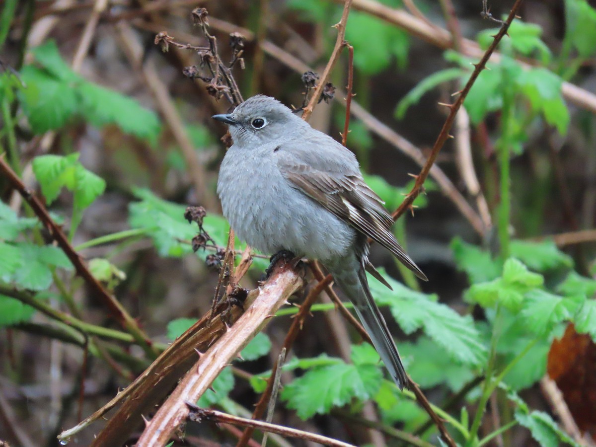 Townsend's Solitaire - Cordia Sammeth