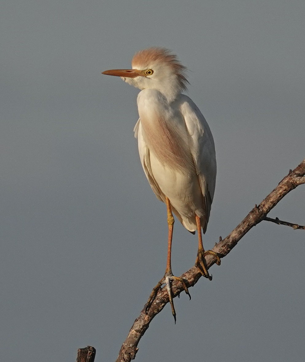 Western Cattle Egret - ML617744208